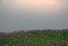 View Of The Cosmos Field In The Morning When The Sun Is Rising. Mexican Daisy Fields Of Pink, Dark Pink, White With Green Leaves As Mist Settles In The Early Morning. Cosmos Bipinnatus Cav.
