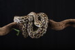 © lunaphotography - Burmese python coiled around a tree