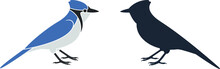 Blue Jay Logo. Isolated Blue Jay On White Background