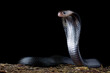 Javanese spitting cobra on attacking position