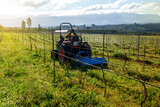 Fototapeta Sawanna - farmer mulching growth in the vineyard with tractor