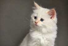 A Small Fluffy White Kitten On A Gray Background, The Kitten Looks To The Side While Sitting On A Gray Background Close-up