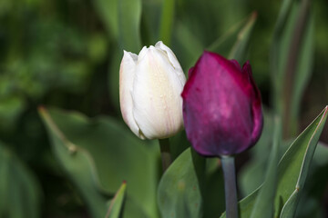 Wall Mural - two tulips in a purple and white garden close-up, shallow depth of field.