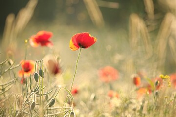 Fotomurales - Poppy in the field at dawn
