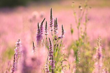 Fotomurales - Loosestrife - Lythrum salicaria on a meadow at sunrise, July, Poland