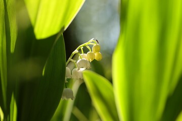 Wall Mural - Lily of the valley in the forest