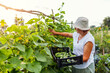Middle-aged woman picking cucumbers from trellis on summer farm. Farmer finds vegetables and puts in crate