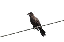 An Opened Beak Crow On A Wire
