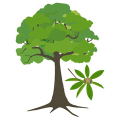 Wall Mural - Quercus austrocochinchinensis tree with acorns on a white background.
