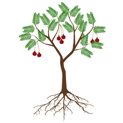 Wall Mural - Parkia biglobosa mimosaceae tree with flowers on white background.