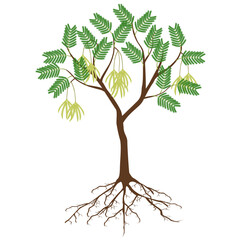 Wall Mural - Parkia biglobosa mimosaceae tree with fruits on white background.