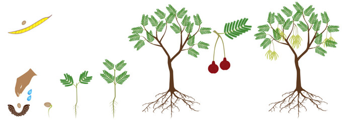 Poster - Cycle of growth of parkia biglobosa mimosaceae tree on a white background.