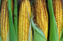 Cob Of Young Corn