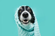 Funny portrait border collie dog wrapped with a towel after take a shower or bath. Isolated on blue backgorund
