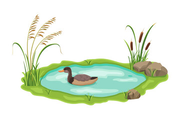 Wall Mural - Pond with floating duck. Thickets of lake reeds and sedges near the water.