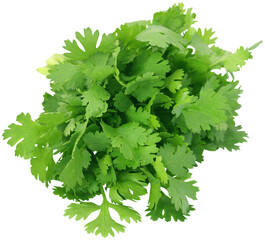 Wall Mural - Closeup of coriander leaves