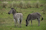 Fototapeta  - Zwei Zebras grasen im Grasland der Savanne im Okavango Delta in Botswana, Afrika