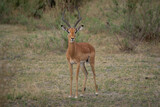 Fototapeta Sawanna - Ein männliches Impala mit großen Hörner als prächtiges Geweih im Okavango Delta, Botswana, Afrika