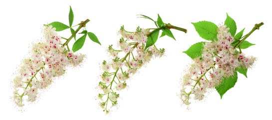 Chestnut flower or Aesculus hippocastanum, Conker tree with leaves isolated on white background