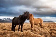Two Icelandic Horses On A Grass Field During The Winter In Rural Iceland