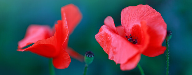 Wall Mural - Red poppy close up isolated on green blur background.