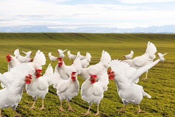 Poster - Farm with white chicken for organic farming.