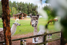 Open-air Zoo Camel Park, Llamas, Alpacas Behind The Fence