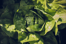 Salad Head In Sunlight In Garden. High Quality Photo