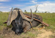 Black wildebeest and hunting rifle with a telescopic sight in traditional photograph after hasty hunt in Africa.