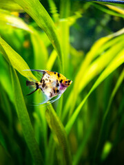 Sticker - Angel Fish Koi Panda Yellow Head in tank fish with blurred background (Pterophyllum scalare)