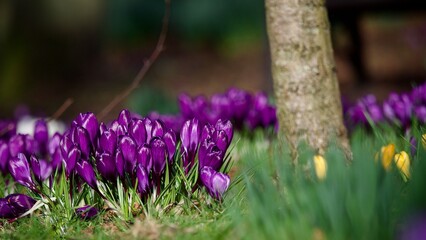 Poster - Wild Crocus Blooming in Spring