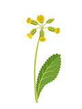 Fototapeta  - Vector illustration, Primula veris, cowslip, or primrose cowslip, herb plant, isolated on white background.