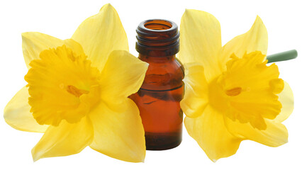 Poster - Flower daffodil with essential oil