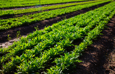 Wall Mural - Green arugula ripening on farm field on sunny summer day. Growing of industrial leaf vegetable cultivars..