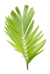 Wall Mural - Tropical green leaf of palm tree on transparent background png file