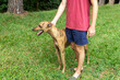 © emanuel nyszczuk - hombre joven, caucasico, con un perro galgo, disfrutando al aire libre.