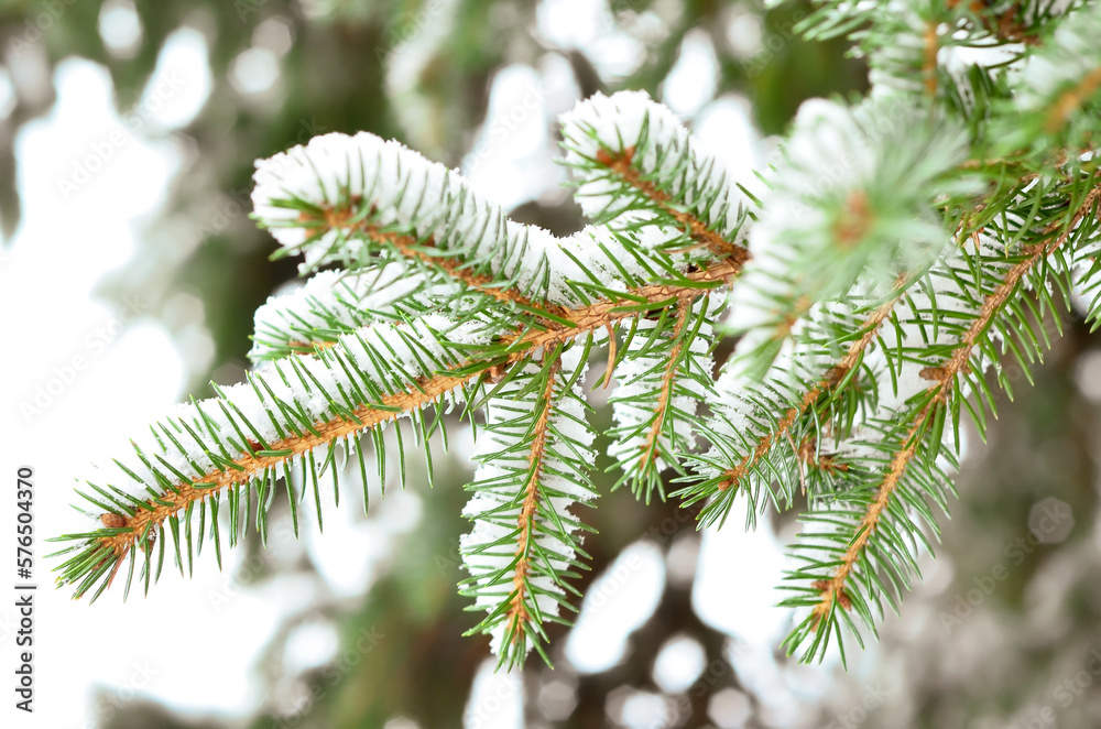Fir tree branches covered with snow in forest on winter day, closeup