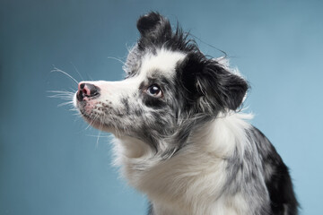 Wall Mural - funny dog on a blue background. Funny looking border collie. Pet in studio 