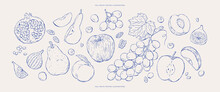 Set Of Fresh Fall Fruits Sketches.Vector Illustrations.Hand Drawn Sketches.