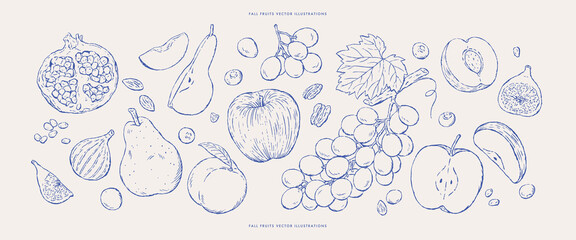 set of fresh fall fruits sketches.vector illustrations.hand drawn sketches.