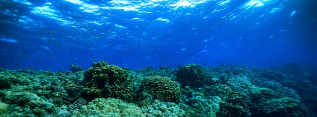 Sticker - panorama coral reef underwater landscape seascape