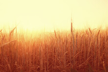 Dry Grass Sun Rays Background Wind Nature Landscape Freedom