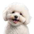 young poodle head portrait, happy dog, isolated background. Generative Ai