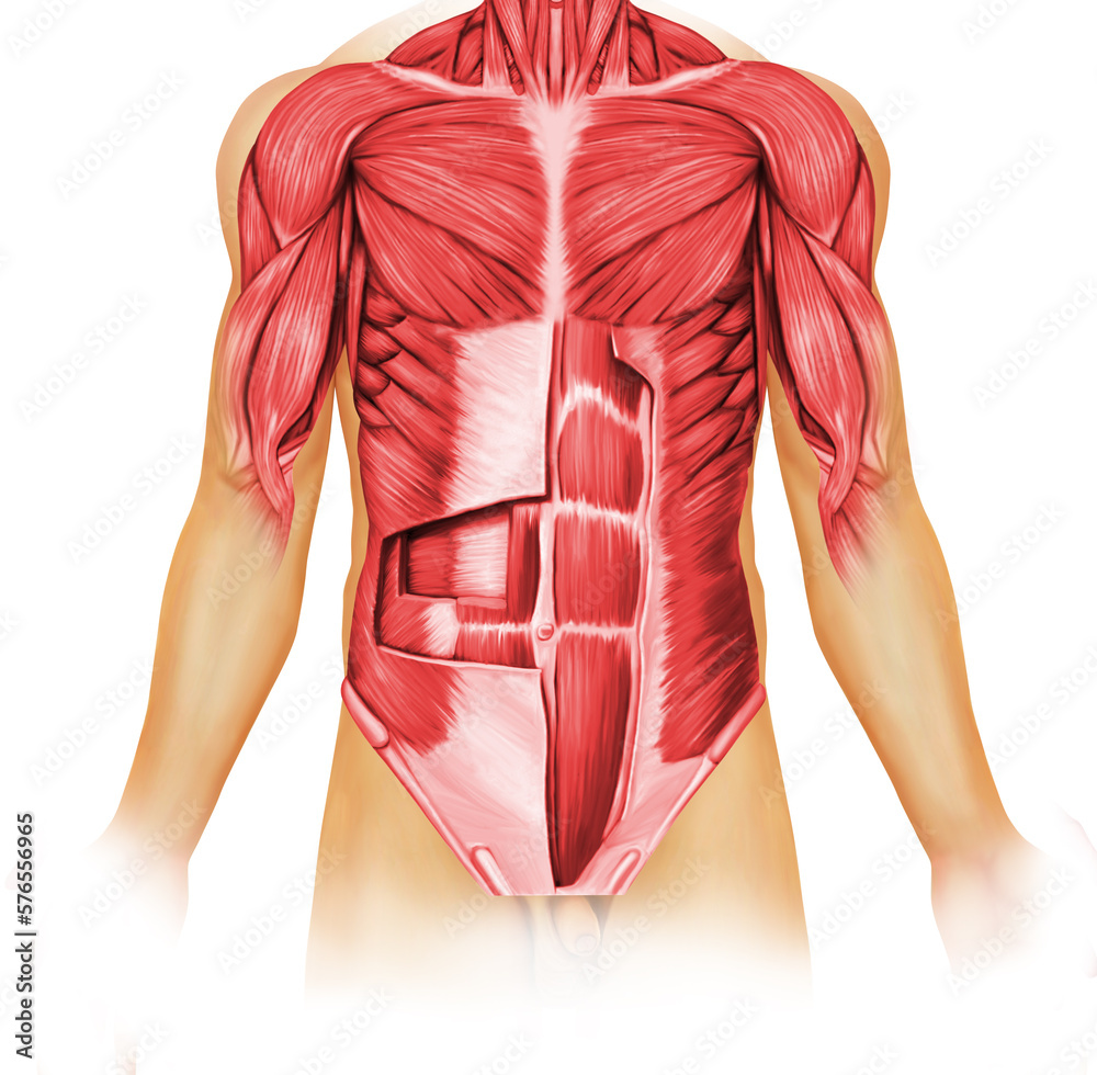 Abdominal Muscle Illustration Stock Illustration | Adobe Stock