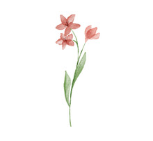 Watercolor Illustration Of Red Wildflower Isolated On White Background.