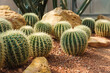 © Farknot Architect - Closeup image of Golden Barrel Cactus or Echinocactus grusonii in botanic garden
