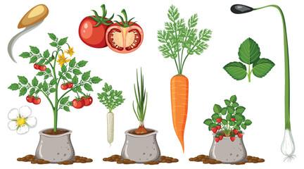 Poster - Set of vegetables on white background