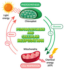 Wall Mural - Photosynthesis and Cellular Respiration Diagram