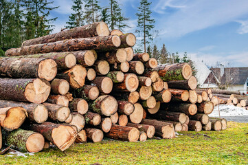 Wall Mural - Log spruce trunks pile. Sawn trees from the forest. Logging timber wood industry. Cut trees along a road prepared for removal