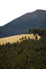 Wall Mural - Overgrown forest slopes isolated PNG photo with transparent background. High mountains. High quality cut out scene element. Realistic image overlay for website design, layout, social media